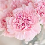 A bunch of pink carnations